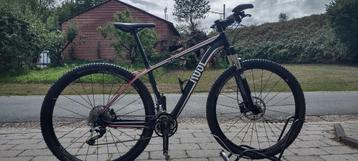 Rose Mr Big2 beschikbaar voor biedingen