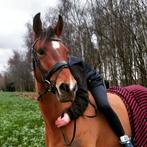 Klein springpaard te koop, Dieren en Toebehoren, Paarden, Gechipt, Springpaard, Minder dan 160 cm, 7 tot 10 jaar