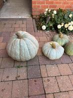 Pomboene, Tuin en Terras, Ophalen of Verzenden