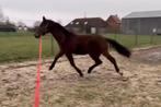 paard, Dieren en Toebehoren, Paarden, Gechipt, Dressuurpaard, 0 tot 2 jaar, Hengst