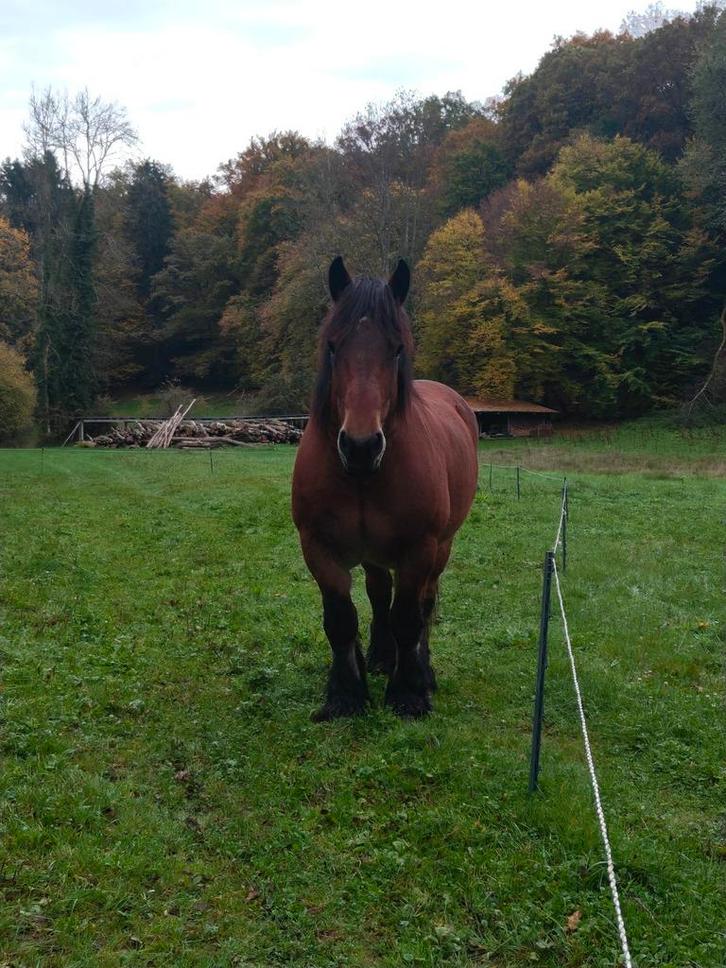 6-jarige volledig gedocumenteerde Ardense trekmerrie, Dieren en Toebehoren, Paarden, Merrie, L, Minder dan 160 cm, 3 tot 6 jaar