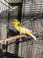 11 kanaries mannen en 4 poppen 2025, Dieren en Toebehoren, Vogels | Kanaries, Meerdere dieren