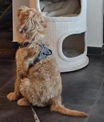Dog Copenhagen comfort walk pro harnas tuig XS, Ophalen of Verzenden, Zo goed als nieuw