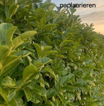 Prunus rotundifolia! beschikbaar voor biedingen