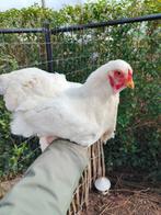 Verschillende brahma hennen, Dieren en Toebehoren, Pluimvee, Vrouwelijk, Kip