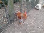Haan, Meerdere dieren, Kip
