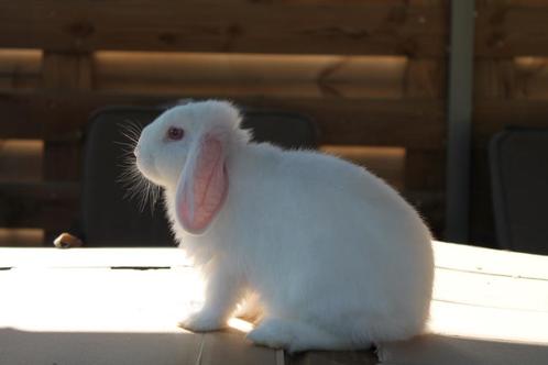 konijnen, Animaux & Accessoires, Lapins, Taille moyenne, Mâle, Oreilles tombantes