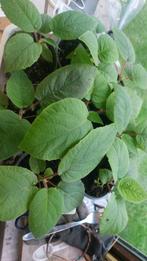 kiwiplantjes, Tuin en Terras, Planten | Fruitbomen, Ophalen