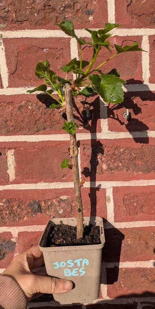 Jostabes (jonge stek), Tuin en Terras, Planten | Fruitbomen, Ophalen