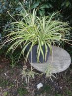 Prachtige grote meerderjarige graslelie, Tuin en Terras, Ophalen