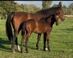 Merrie veulen Don’t touch x Toulon, Dieren en Toebehoren, Paarden, Merrie