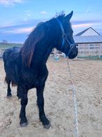 Poulain frison, Animaux & Accessoires, Chevaux, L