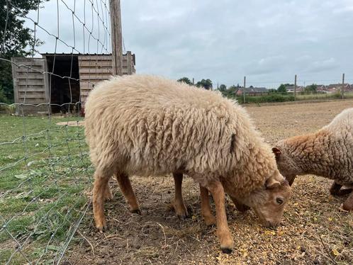 2 dwergschapen: ooi jaarling + ramlam gn slacht en samen weg, Dieren en Toebehoren, Schapen, Geiten en Varkens, Schaap, Meerdere dieren