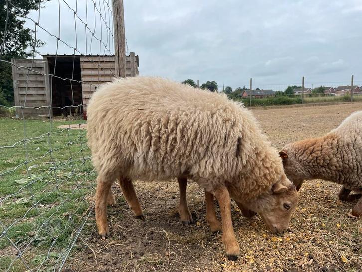 2 dwergschapen: ooi jaarling + ramlam gn slacht en samen weg, Dieren en Toebehoren, Schapen, Geiten en Varkens, Schaap, Meerdere dieren
