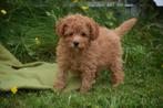 Poedel pups verschillende kleuren, Poedel, België, 8 tot 15 weken, CDV (hondenziekte)