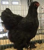 Hennen, Dieren en Toebehoren, Pluimvee