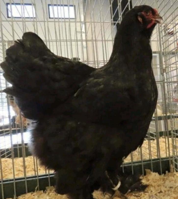 Hennen, Dieren en Toebehoren, Pluimvee