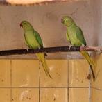 Halsband 2025, Geslacht onbekend, Parkiet