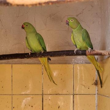 Halsband 2025 beschikbaar voor biedingen