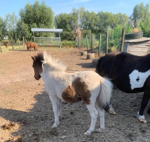 Klein veulentje, Dieren en Toebehoren, Pony's, Hengst, Gechipt, Ontwormd