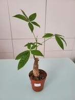 Pachira, Huis en Inrichting, Kamerplanten, Ophalen