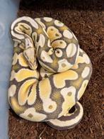 Kweekvrouw Desert ghost pastel bewezen. Regius ball python, Dieren en Toebehoren, Reptielen en Amfibieën