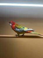 Koppel rosella 25, Dieren en Toebehoren, Vogels | Parkieten en Papegaaien, Geringd