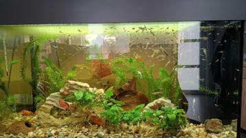 Mix endler guppy's te koop beschikbaar voor biedingen