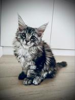 Maine Coon kittens beschikbaar, Dieren en Toebehoren, Katten en Kittens | Raskatten | Langhaar, Meerdere dieren, Gechipt, 0 tot 2 jaar