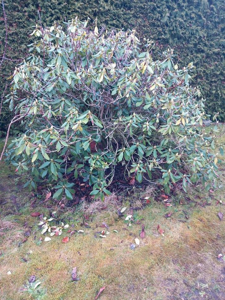 Moet nu weg: grote Rododendron / Rhododendron, Tuin en Terras, Planten | Struiken en Hagen, Struik, Rhododendron, 100 tot 250 cm