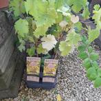 Witte druif Golden champion, Tuin en Terras, Planten | Tuinplanten, Ophalen