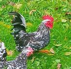 Twee mooie Chabo haantjes (geboren in de paasvakantie), Dieren en Toebehoren, Mannelijk, Kip