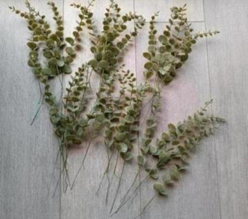 Kunst eucalyptustakken  beschikbaar voor biedingen