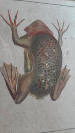 Gravure animalière ancienne Histoire Naturelle, Antiquités & Art, Enlèvement
