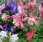 Japanse Akelei - Aquilegia flabellata ‘Cameo Mix’, Tuin en Terras, Ophalen, Lente