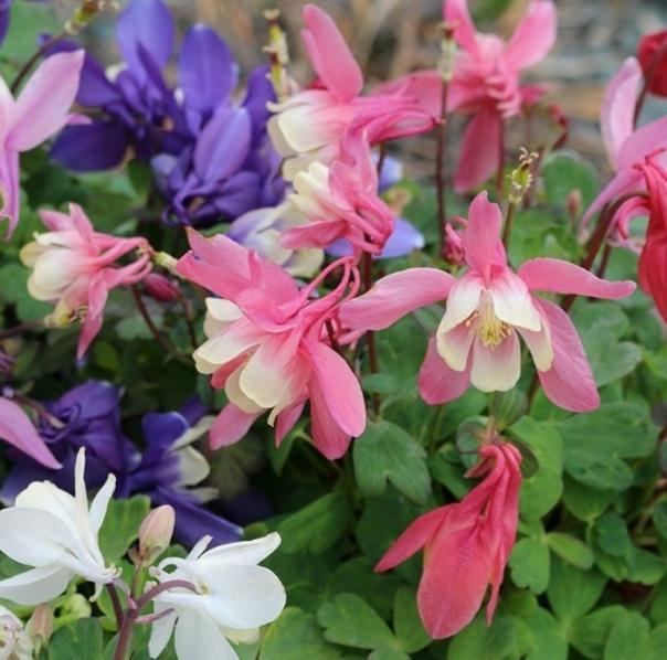 Japanse Akelei - Aquilegia flabellata ‘Cameo Mix’, Tuin en Terras, Planten | Tuinplanten, Lente, Ophalen