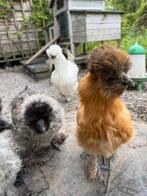 2 Zijdehoenders, Dieren en Toebehoren, Pluimvee, Geslacht onbekend