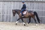 Halve stal aangeboden, Dieren en Toebehoren, Paarden, Ruin, Minder dan 160 cm, 11 jaar of ouder