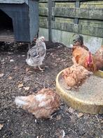 Auracana hen .1jaar half ., Dieren en Toebehoren, Pluimvee, Vrouwelijk, Kip
