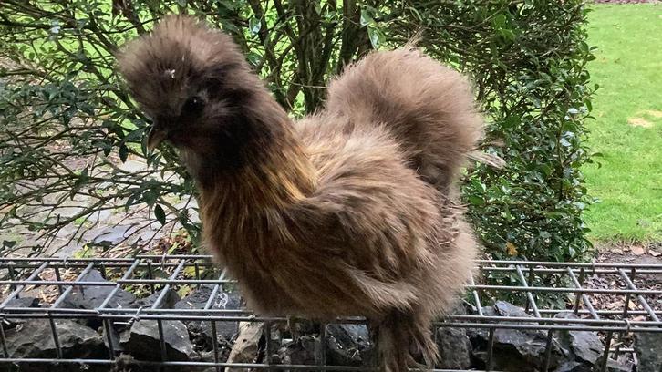 Usa zijdehoen hennen, Animaux & Accessoires, Volatiles, Poule ou poulet, Femelle