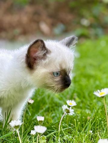 Ragdoll kittens, Plusieurs animaux, Vermifugé, 0 à 2 ans