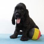 Prachtige Engelse Cocker Spaniël pups te koop (Belgisch), Dieren en Toebehoren, Honden | Retrievers, Spaniëls en Waterhonden, België