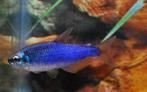 Hobbyaquarium Inpaichthys Kerri Super Blue/ Keizertetra, Vis, Zoetwatervis, Schoolvis