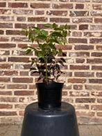 Toona sinensis Flamingo Chinese mahonie Uiensoepboom, Tuin en Terras, Planten | Bomen, Zomer, Volle zon, In pot, Overige soorten