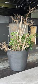 zwarte plastic pot voor binnen- of buitenplant, Tuin en Terras, Bloempotten, Ophalen, Overige materialen, Tuin