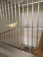 Kanaries, Dieren en Toebehoren, Vogels | Kanaries, Mannelijk
