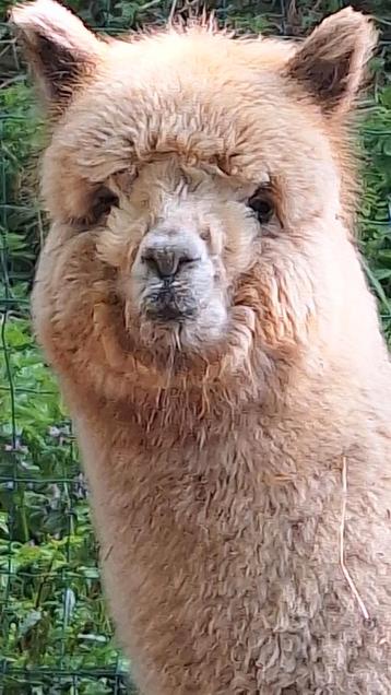 Alpaca hengst