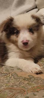 Border Collie pups groeien op in huiselijke kring, Dieren en Toebehoren, Parvo, België, Fokker | Hobbymatig, 8 tot 15 weken
