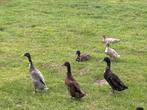 Indische loopeenden, Dieren en Toebehoren, Meerdere dieren, Eend