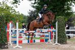 Knappe 8 jarige ruin, Dieren en Toebehoren, Paarden, Springpaard, Gechipt, Ruin, M